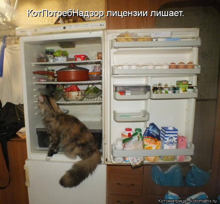 КотПотребНадзор лицензии лишает.... Котоматрица: КотПотребНадзор лицензии лишает.