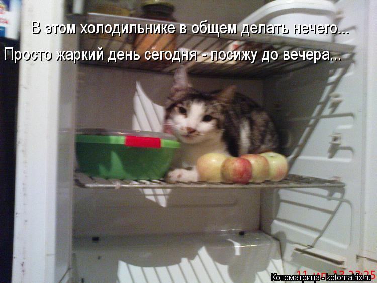 Котоматрица: В этом холодильнике в общем делать нечего... Просто жаркий день сегодня - посижу до вечера...
