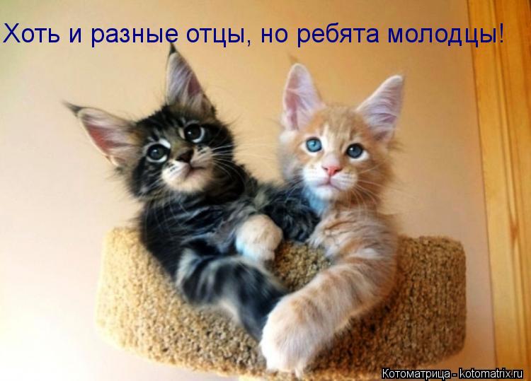 Хоть и разные отцы, но ребята молодцы!... Котоматрица: Хоть и разные отцы, но ребята молодцы!