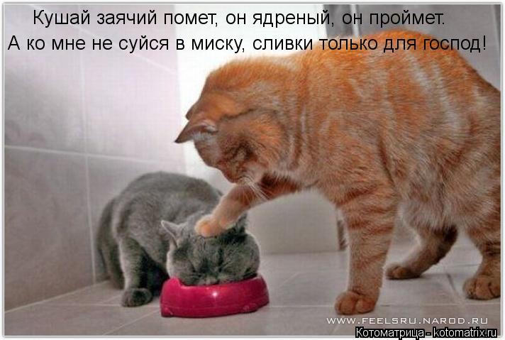 Кушай заячий помет, он ядреный, он проймет. А ко мне не суйся в миску, сливки только для господ!... Котоматрица: Кушай заячий помет, он ядреный, он проймет. А ко мне не суйся в миску, сливки только для господ!