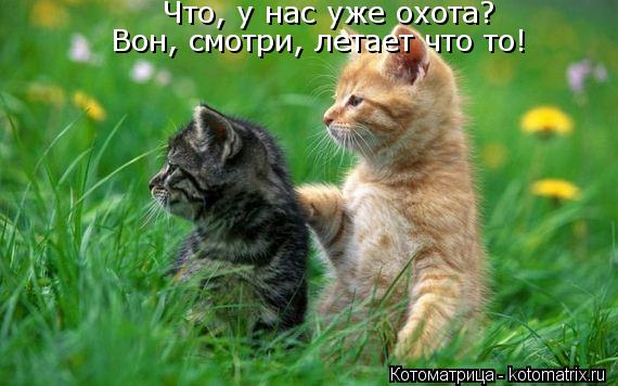 Что, у нас уже охота? Вон, смотри, летает что то!... Котоматрица: Что, у нас уже охота? Вон, смотри, летает что то!
