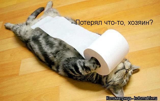 - Потерял что-то, хозяин?... Котоматрица: - Потерял что-то, хозяин?