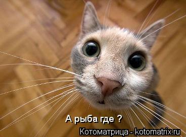 А рыба где ?... Котоматрица: А рыба где ?