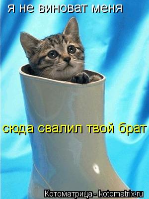 я не виноват меня сюда свалил твой брат... Котоматрица: я не виноват меня сюда свалил твой брат