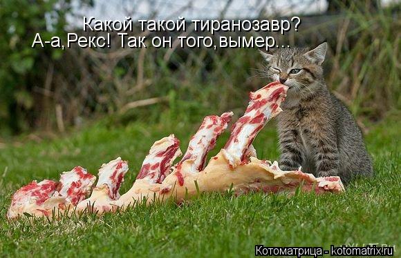 Какой такой тиранозавр? А-а,Рекс! Так он того,вымер...... Котоматрица: Какой такой тиранозавр? А-а,Рекс! Так он того,вымер...