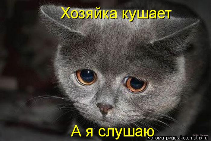Хозяйка кушает А я слушаю... Котоматрица: Хозяйка кушает А я слушаю