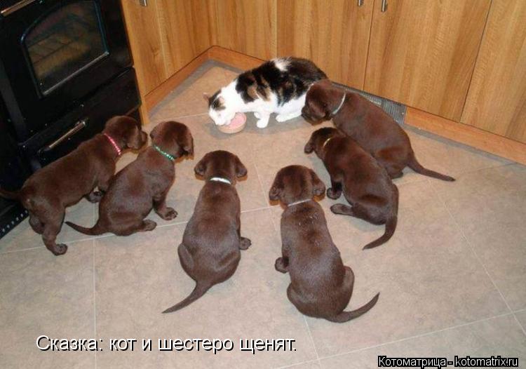 Сказка: кот и шестеро щенят.... Котоматрица: Сказка: кот и шестеро щенят.