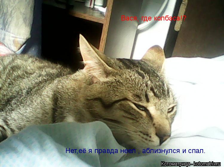 Вася, где колбаса!? Нет,её я правда неел , аблизнулся и спал.... Котоматрица: Вася, где колбаса!? Нет,её я правда неел , аблизнулся и спал.