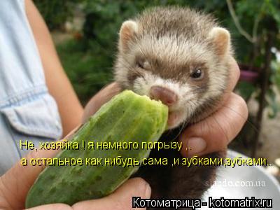 Не, хозяйка ! я немного погрызу ,. а остальное как нибудь сама ,и зубками,зубками..... Котоматрица: Не, хозяйка ! я немного погрызу ,. а остальное как нибудь сама ,и зубками,зубками..