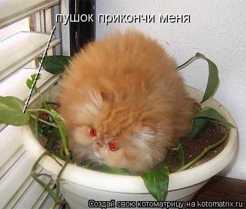 --------------------- --------------------- пушок прикончи меня о к... Котоматрица: --------------------- --------------------- пушок прикончи меня о к