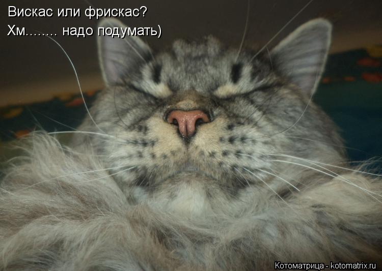 Вискас или фрискас? Хм........ надо подумать)... Котоматрица: Вискас или фрискас? Хм........ надо подумать)