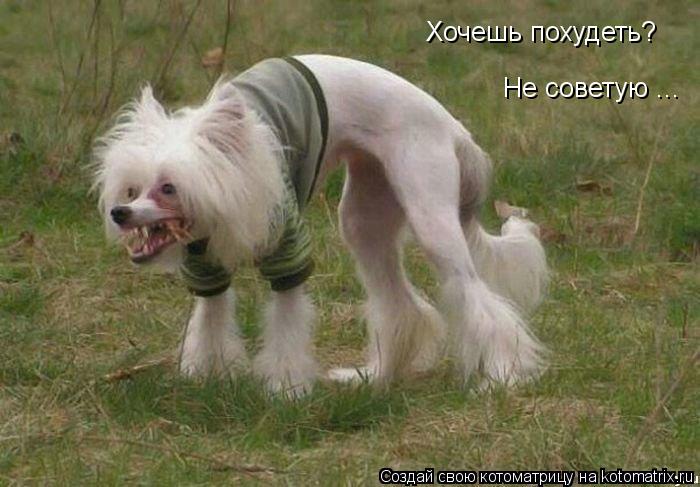 Хочешь похудеть? Не советую ...... Котоматрица: Хочешь похудеть? Не советую ...