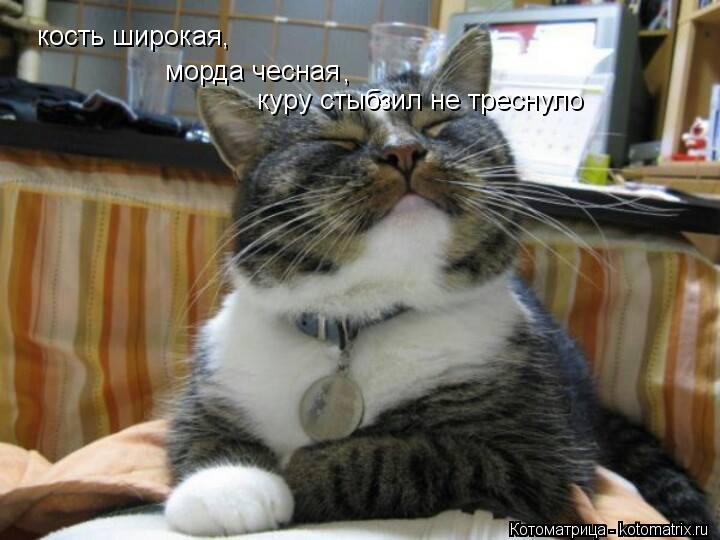 кость широкая, морда чесная , куру стыбзил не треснуло... Котоматрица: кость широкая, морда чесная , куру стыбзил не треснуло