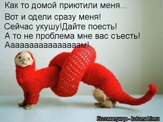 Как то домой приютили меня... Вот и одели сразу меня! Сейчас укушу!Дайте поесть! А то не проблема мне... Котоматрица: Как то домой приютили меня... Вот и одели сразу меня! Сейчас укушу!Дайте поесть! А то не проблема мне вас съесть! Аааааааааааааааам!