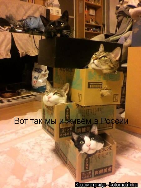 Вот так мы и живём в России... Котоматрица: Вот так мы и живём в России