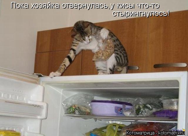 Пока хозяйка отвернулась,у кисы что-то стырингнулось!... Котоматрица: Пока хозяйка отвернулась,у кисы что-то стырингнулось!