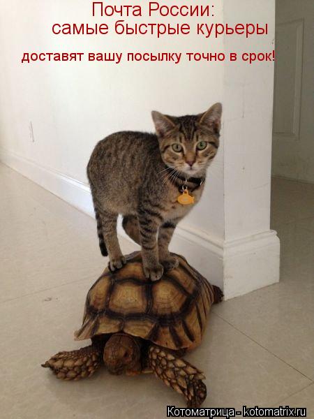 Почта России: самые быстрые курьеры доставят вашу посылку точно в срок!... Котоматрица: Почта России: самые быстрые курьеры доставят вашу посылку точно в срок!