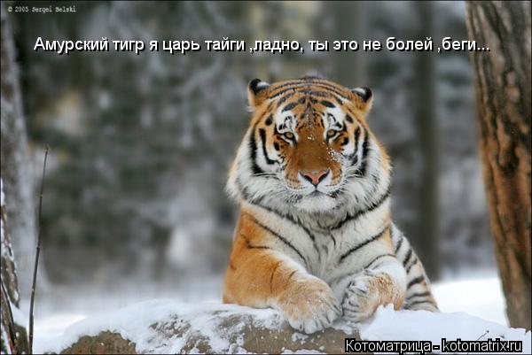 Амурский тигр я царь тайги ,ладно, ты это не болей ,беги...... Котоматрица: Амурский тигр я царь тайги ,ладно, ты это не болей ,беги...