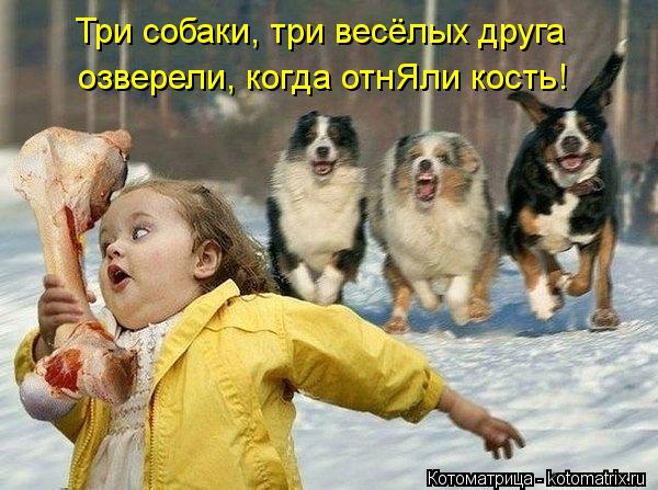 Три собаки, три весёлых друга озверели, когда отнЯли кость!... Котоматрица: Три собаки, три весёлых друга озверели, когда отнЯли кость!