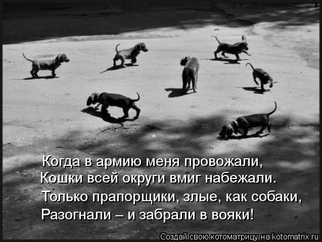 Когда в армию меня провожали, Кошки всей округи вмиг набежали. Только прапорщики, злые, как собаки, Р... Котоматрица: Когда в армию меня провожали, Кошки всей округи вмиг набежали. Только прапорщики, злые, как собаки, Разогнали – и забрали в вояки!