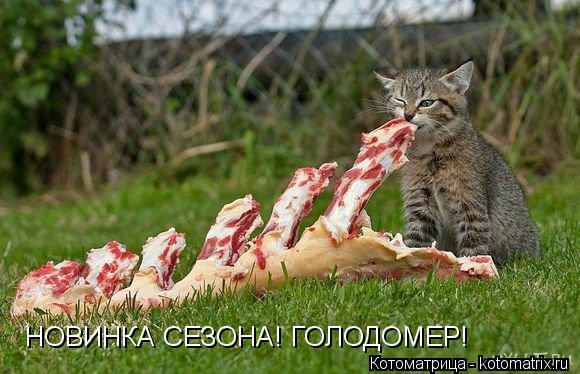 НОВИНКА СЕЗОНА! ГОЛОДОМЕР!... Котоматрица: НОВИНКА СЕЗОНА! ГОЛОДОМЕР!
