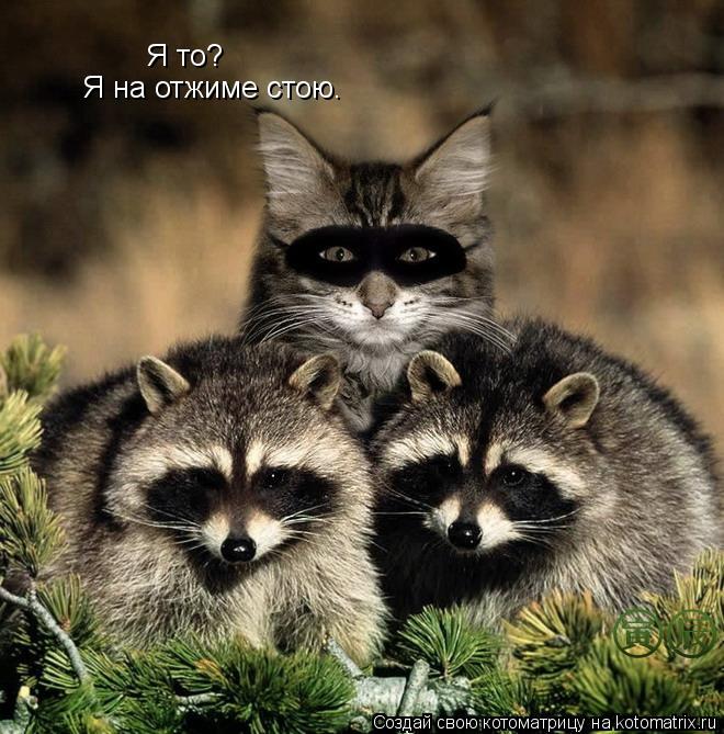 Я то? Я на отжиме стою.... Котоматрица: Я то? Я на отжиме стою.