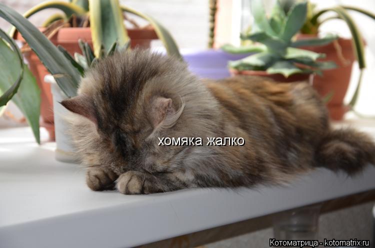 хомяка жалко... Котоматрица: хомяка жалко