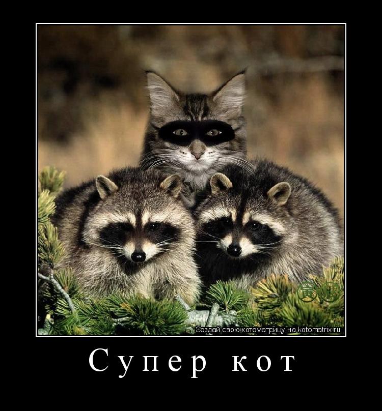 Супер кот ... Котоматрица: Супер кот
