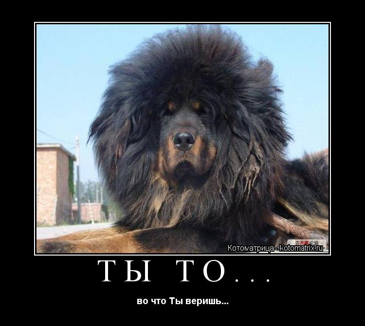 ТЫ ТО... во что Ты веришь...... Котоматрица: ТЫ ТО... во что Ты веришь...