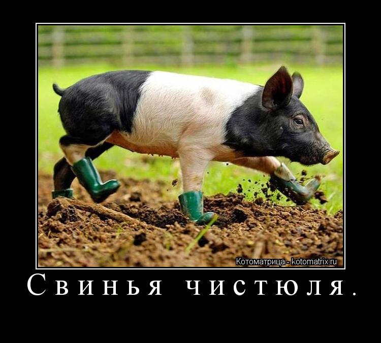 Свинья чистюля. ... Котоматрица: Свинья чистюля.