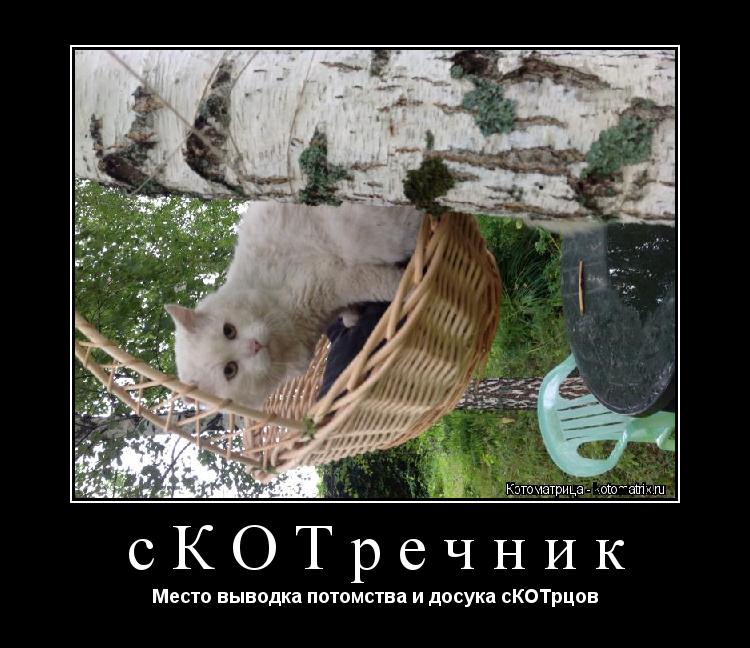 сКОТречник Место выводка потомства и досука сКОТрцов... Котоматрица: сКОТречник Место выводка потомства и досука сКОТрцов