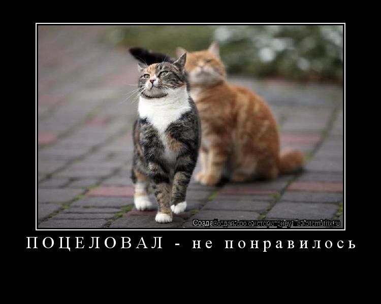 ПОЦЕЛОВАЛ - не понравилось ... Котоматрица: ПОЦЕЛОВАЛ - не понравилось