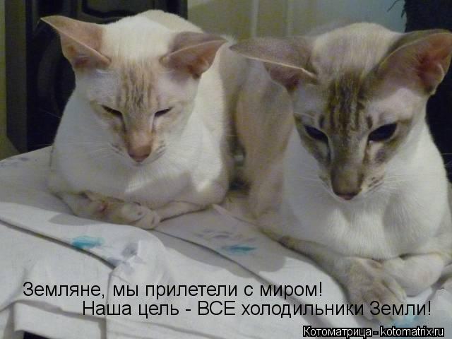 Земляне, мы прилетели с миром! Наша цель - ВСЕ холодильники Земли!... Котоматрица: Земляне, мы прилетели с миром! Наша цель - ВСЕ холодильники Земли!