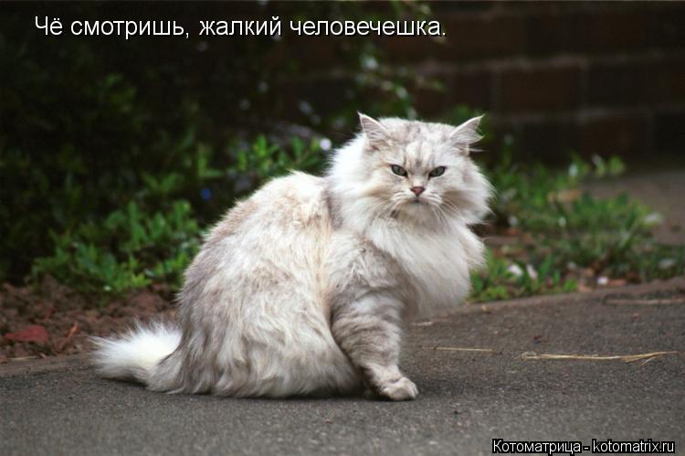 Чё смотришь, жалкий человечешка.... Котоматрица: Чё смотришь, жалкий человечешка.