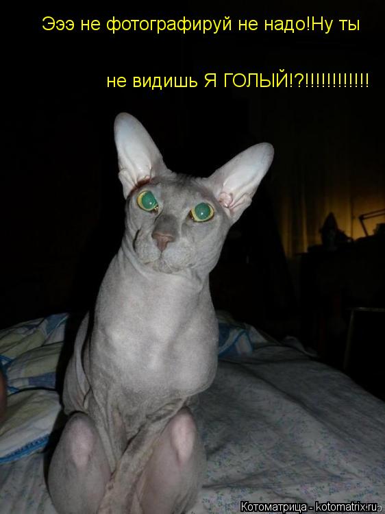Эээ не фотографируй не надо!Ну ты не видишь Я ГОЛЫЙ!?!!!!!!!!!!!!... Котоматрица: Эээ не фотографируй не надо!Ну ты не видишь Я ГОЛЫЙ!?!!!!!!!!!!!!