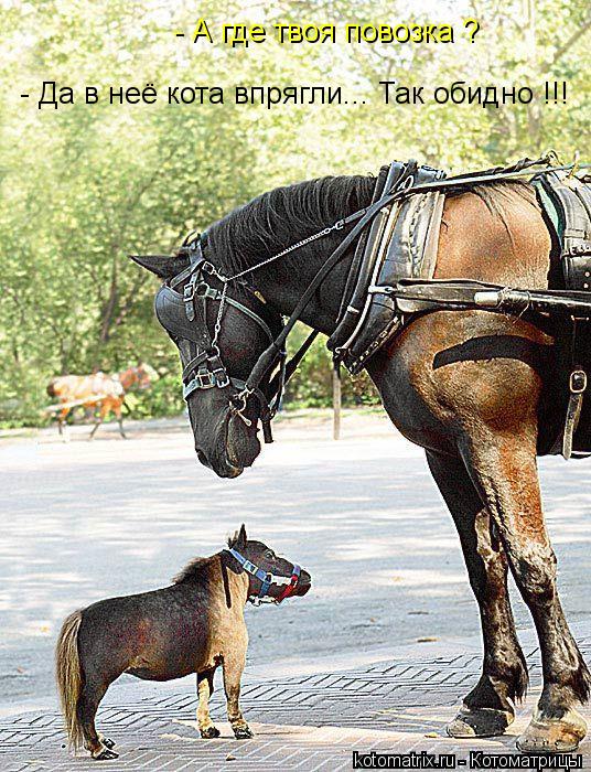 - А где твоя повозка ? - Да в неё кота впрягли... Так обидно !!!... Котоматрица: - А где твоя повозка ? - Да в неё кота впрягли... Так обидно !!!