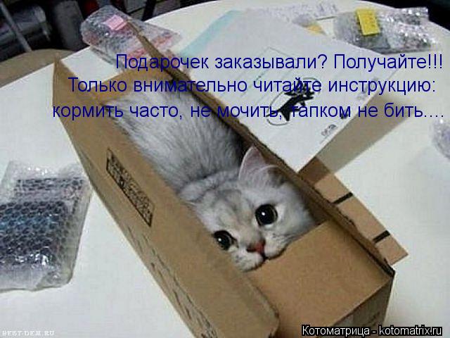Подарочек заказывали? Получайте!!! Только внимательно читайте инструкцию: кормить часто, не мочить,... Котоматрица: Подарочек заказывали? Получайте!!! Только внимательно читайте инструкцию: кормить часто, не мочить, тапком не бить....