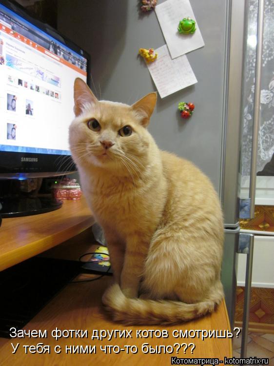 Зачем фотки других котов смотришь? У тебя с ними что-то было???... Котоматрица: Зачем фотки других котов смотришь? У тебя с ними что-то было???
