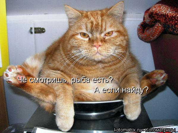 Чё смотришь, рыба есть? А если найду?... Котоматрица: Чё смотришь, рыба есть? А если найду?