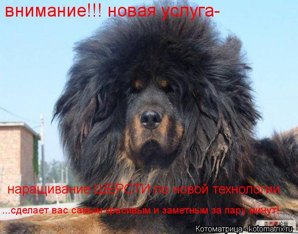 внимание!!! новая услуга- наращивание ШЕРСТИ по новой технологии ...сделает вас самым красивым и зам... Котоматрица: внимание!!! новая услуга- наращивание ШЕРСТИ по новой технологии ...сделает вас самым красивым и заметным за пару минут!