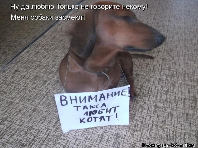 Ну да,люблю.Только не говорите некому! Меня собаки засмеют!... Котоматрица: Ну да,люблю.Только не говорите некому! Меня собаки засмеют!