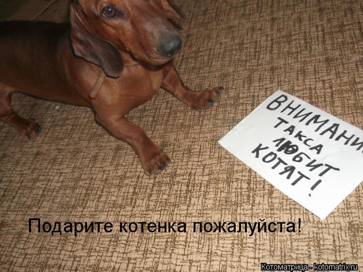 Подарите котенка пожалуйста!... Котоматрица: Подарите котенка пожалуйста!
