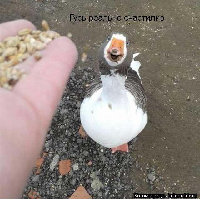 Гусь реально счастилив... Котоматрица: Гусь реально счастилив