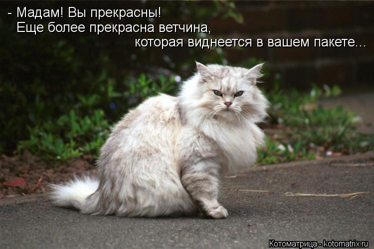 - Мадам! Вы прекрасны! Еще более прекрасна ветчина, которая виднеется в вашем пакете...... Котоматрица: - Мадам! Вы прекрасны! Еще более прекрасна ветчина, которая виднеется в вашем пакете...