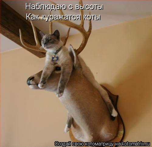 Наблюдаю с высоты Как куражатся коты... Котоматрица: Наблюдаю с высоты Как куражатся коты