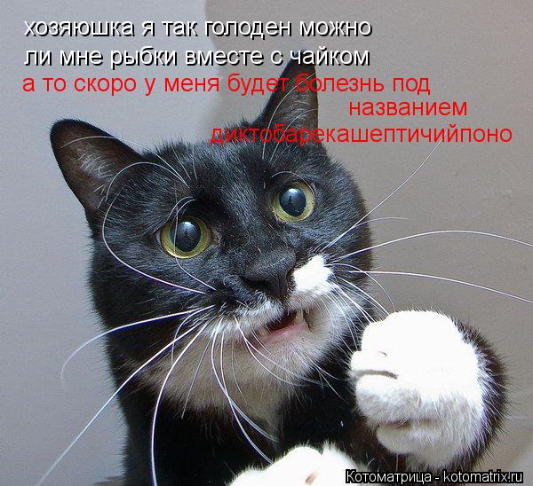 хозяюшка я так голоден можно ли мне рыбки вместе с чайком а то скоро у меня будет болезнь под назва... Котоматрица: хозяюшка я так голоден можно ли мне рыбки вместе с чайком а то скоро у меня будет болезнь под названием диктобарекашептичийпоно
