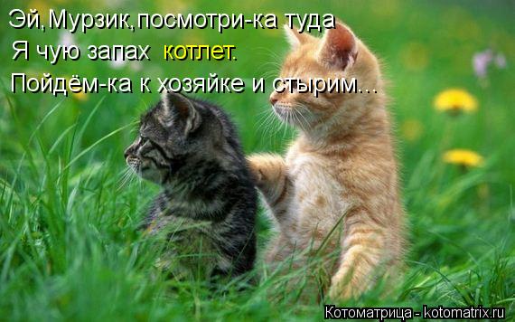 Эй,Мурзик,посмотри-ка туда Я чую запах котлет. Пойдём-ка к хозяйке и стырим...... Котоматрица: Эй,Мурзик,посмотри-ка туда Я чую запах котлет. Пойдём-ка к хозяйке и стырим...