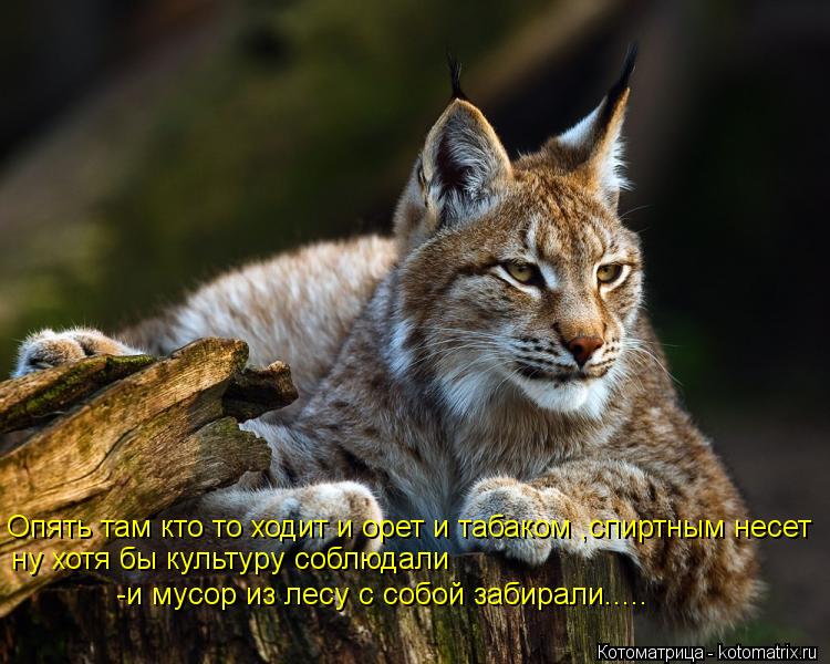 Опять там кто то ходит и орет и табаком ,спиртным несет ну хотя бы культуру соблюдали -и мусор из ле... Котоматрица: Опять там кто то ходит и орет и табаком ,спиртным несет ну хотя бы культуру соблюдали -и мусор из лесу с собой забирали.....