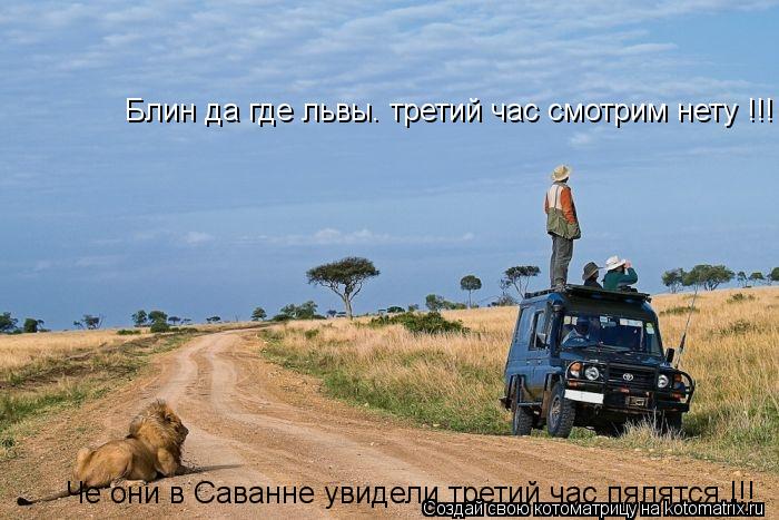 Блин да где львы. третий час смотрим нету !!! Че они в Саванне увидели третий час пялятся !!!... Котоматрица: Блин да где львы. третий час смотрим нету !!! Че они в Саванне увидели третий час пялятся !!!
