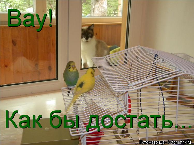Вау! Как бы достать...... Котоматрица: Вау! Как бы достать...